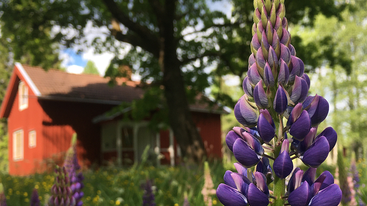 Blomsterlupin är en av de vanligaste invasiva växterna i Örebro kommun.