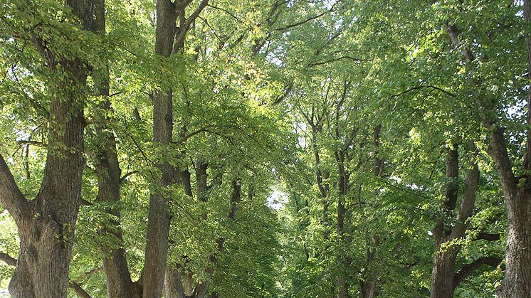 Parklind Tilia x europaea ’Övedskloster’ E. Foto: Erik de Vahl, SLU