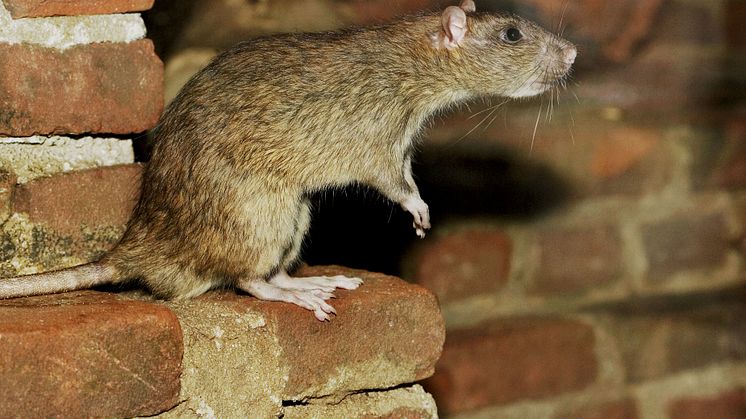 I 2018 var det rekordmange skader etter mus og rotter. Ingen ting tyder på at det blir noe bedre i 2019. Foto: Picturepoint.