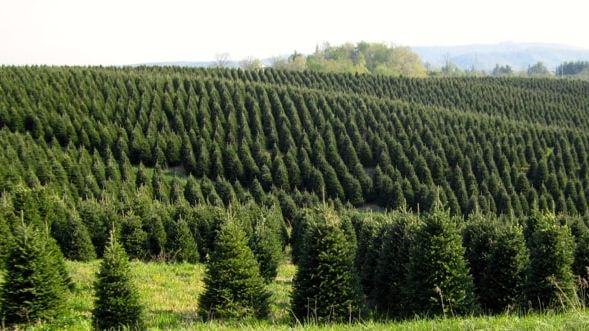 Virginiagranen (Abies fraseri) är den mest populära julgranen i North Carolina. (Foto: Martin Pettersson, SLU)