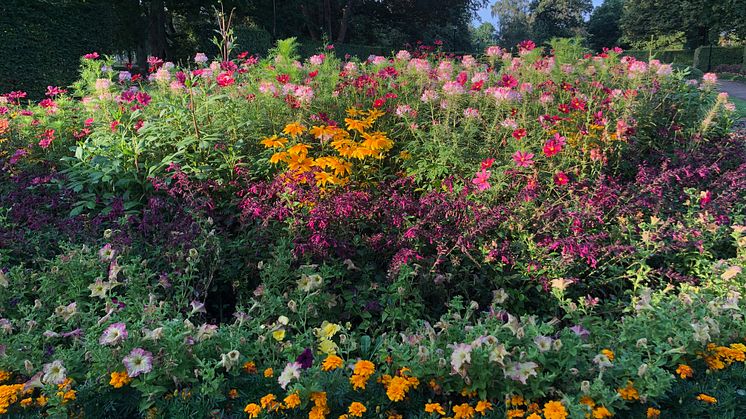 Sommarflor i full blom i Slottshagen