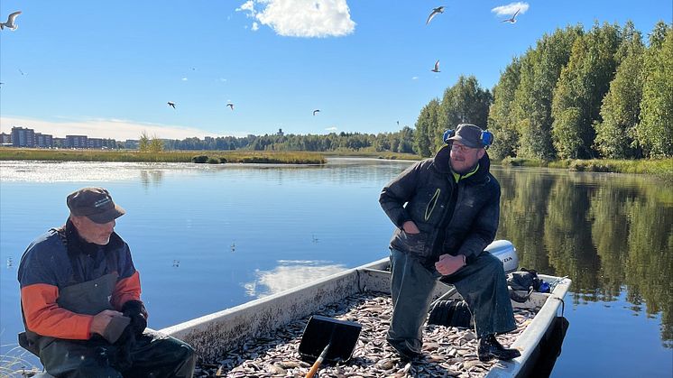 Reduktionsfiske i Bodträsket, Bodens kommun