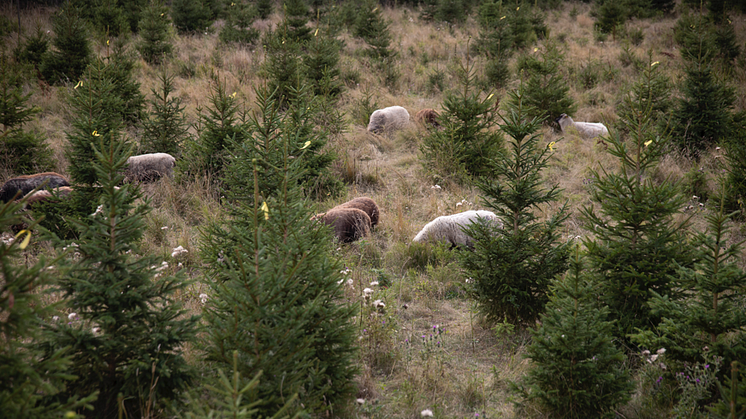 Plantagens KRAV-märkta julgranar odlas i de småländska skogarna där fåren hjälper till med skötseln. 