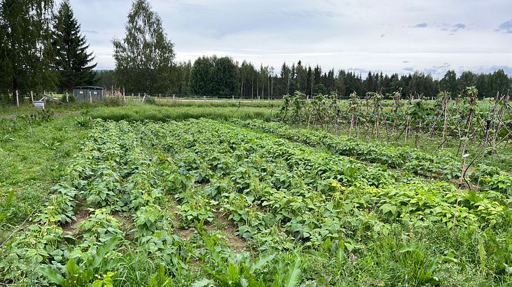 Nu skördas grödorna i projekt 2000 m2