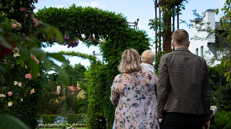 Rosenlunds rosarium tilldelas internationellt pris av World Federation of Rose Societies (WFRS). Foto: Evelyn Einebrant