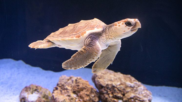 Den nye beboer på akvariet giver Den Blå Planet større viden og bedre mulighed for at formidle om de trusler, dens artsfæller står overfor. F.eks. stigende havtemperaturer, plastikforurening og utilsigtet fangst.