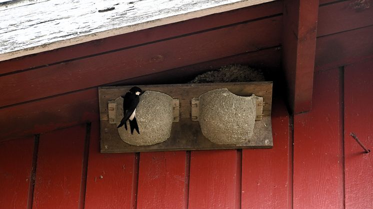 Pääskyjen määrä kasvoi usealla Arlan maitotilalla – lintuja houkuteltiin tekopesillä ja kutsulaululla