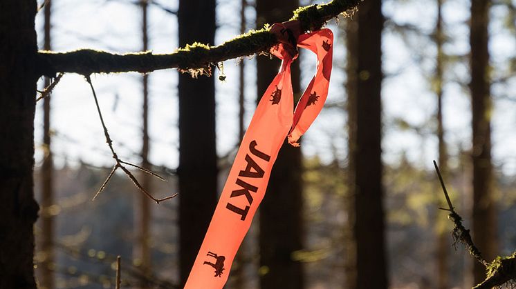 Idag startar älgjakten i de norra delarna av Dalarna. Foto: Mostphotos