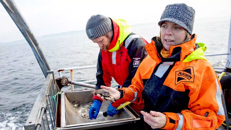 Marinbiologernas råd – så kan du hjälpa livet i havet