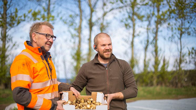 Leif och sonen Johan Svensson skördade idag den allra första färskpotatisen.