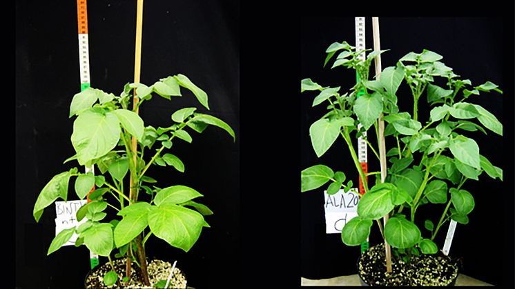 Developmental series of potato plants: the unmodified initial variety ‘Bintje’, and with added yeast gene (right). The differences are noticeable and vary depending on the built-in gene sequences (Photo: Research Institute at the Goetheanum)