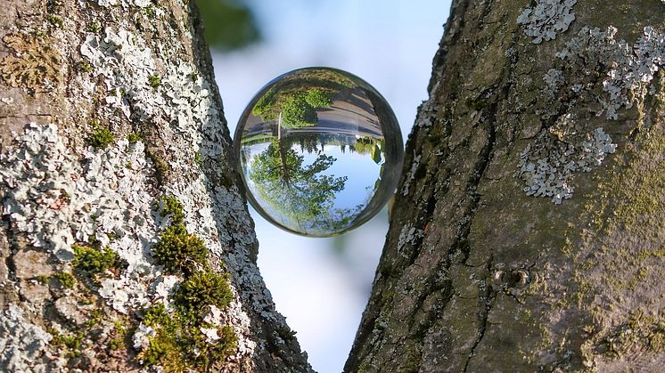 Åsikterna i EU-parlamentet kring restriktioner för skogsbränslen går isär. Nu krävs att förslaget stoppas av EU:s regeringar i de kommande förhandlingarna om direktivet. Foto: iStock