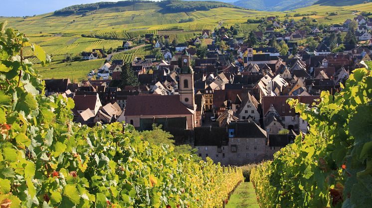 Utsikt över byn Riquewihr från vingården Schoenenbourg som producerar druvorna till Schoelhammer 2009