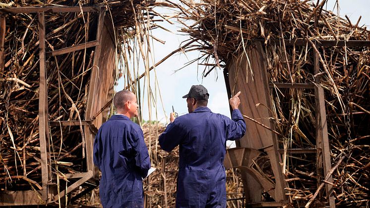 2019-06-13 Bioeconomy Pathways. Workers Discussing Sugar Cane. Photo: Monty Rakusen/GettyImages. 