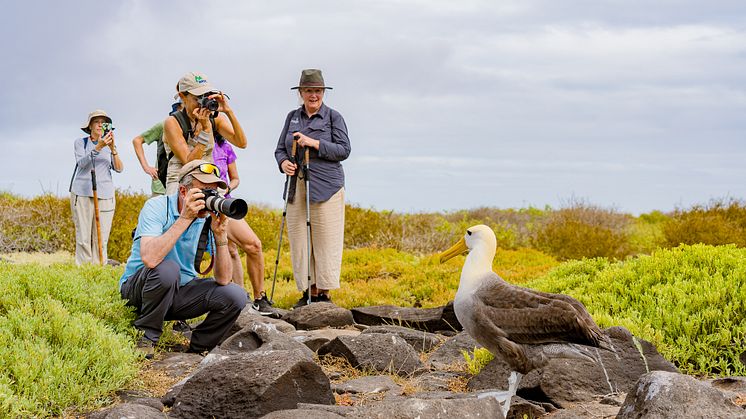 A waved albatross is photographed by HX guests on Española in the Galápagos Islands
