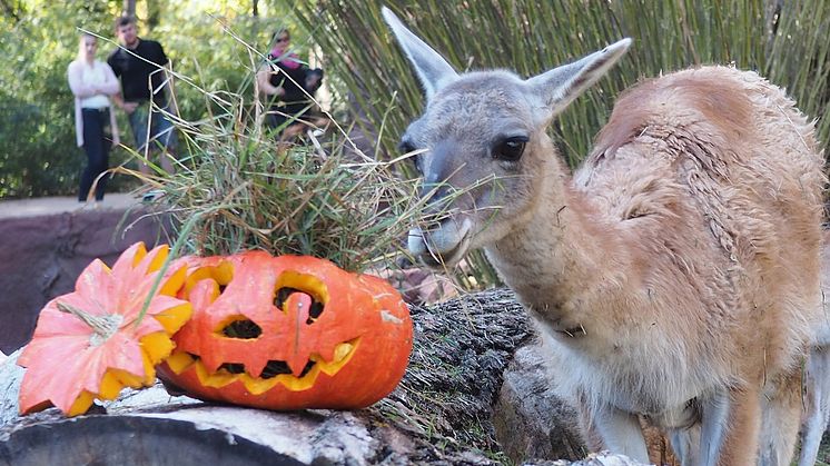 Halloween im Zoo Leipzig: Guanako am Kürbis - Foto: Zoo Leipzig