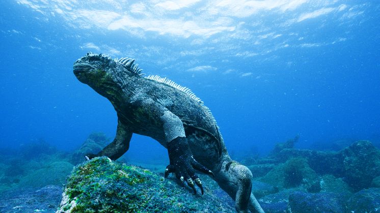 Cosmonova utforskar Galapagos i ny 3D-film