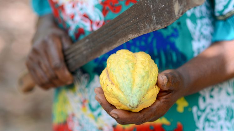 Kakaofrukt och odlare i Ghana. Foto: Fairtrade Sverige