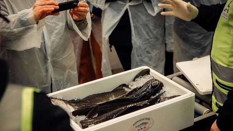 observing the special qualities of skrei at Saga Fish_Norway_photo credit_Norwegian Seafood Council_Kristoffer Lorentzen