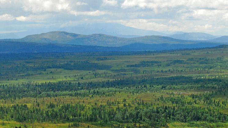 Den nya budgeten  betyder att underhållet av länets naturreservat och nationalparker försämras, samtidigt som insatserna för att stötta hotade arter minskar. Foto: Stefan Hamréus för Länsstyrelsen i Dalarnas län