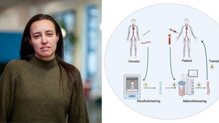 Nidal Ghosheh, Institutionen för biovetenskap, Högskolan i Skövde