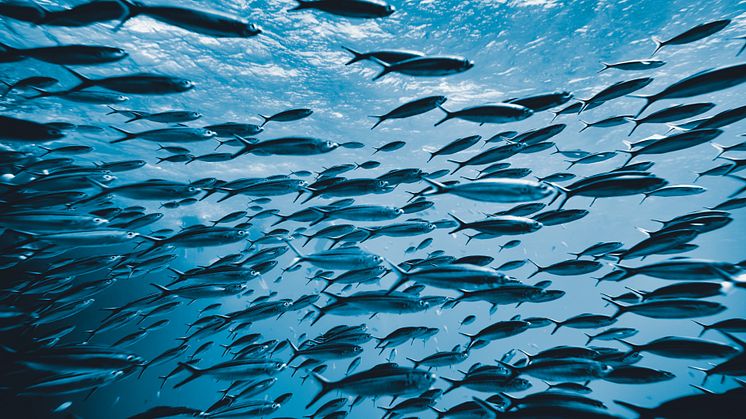Ny rapport uppmanar till en brådskande ny strategi för att säkerställa kvotdelning för nordostatlantiska pelagiska fiskar