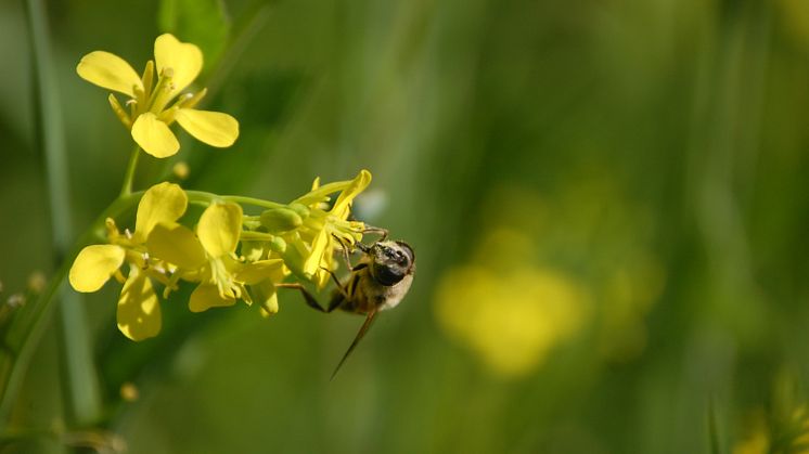 Pressinbjudan – Vem blommar blomman för?