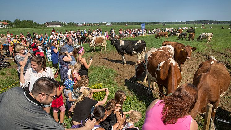 Norrmejeriers betessläpp har utvecklats till en tradition och en stor folkfest. Foto Johan Gunseus. Se länk till pressbilder.