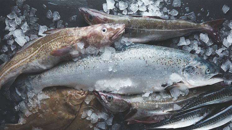 Samarbeten och kunskapsdelning för hållbara marina vattenbruk