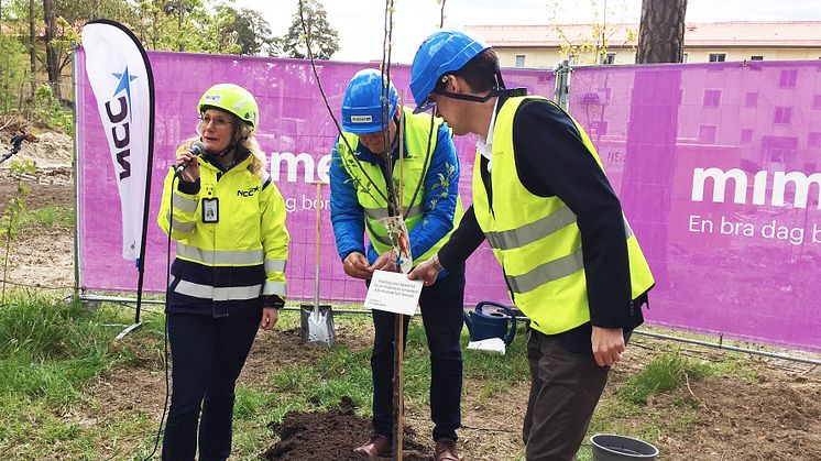 Jenny Gunnar, NCC och Mikael Källqvist samt Jesper Brandberg från Mimer planterar ett äppelträd för ett fruktsamt samarbete och smakfullt boende i kvarteret Älgen.