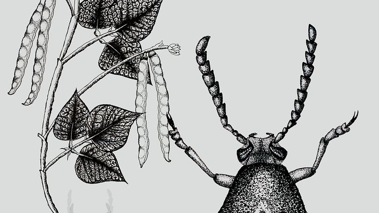 Callosobruchus maculatus beetle