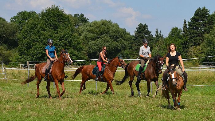 Reiten in Leipzig – aktiv sein rund ums Pferd