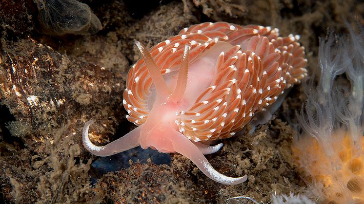 Draknuding Facelina bostoniensis kan påträffas året om på blandade bottnar från Bohuslän till Skåne. Läs om den och fler nakensnäckor i Nationalnyckelns nya volym. Foto: Klas Malmberg.