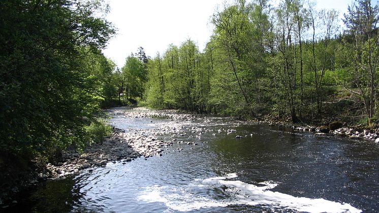 Mörrumsån får nya öringar