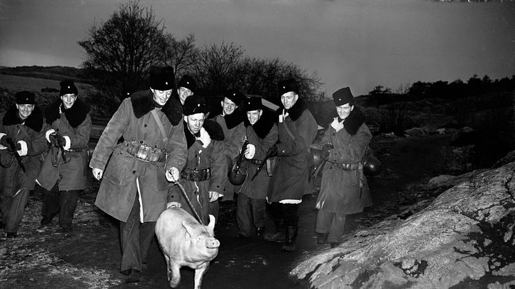 Sverige behöver bygga upp sin livsmedelsberedskap med nya metoder. På bilden beredskapssoldater med gris i ledband, fotograferad i Stockholms ytterskärgård 1941. Foto Aftonbladet/Stockholms stadsmuseum