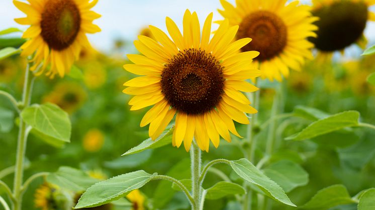 Solrosen är Ukrainas nationalblomma. Foto: Kasumi Sasaki/Unsplash