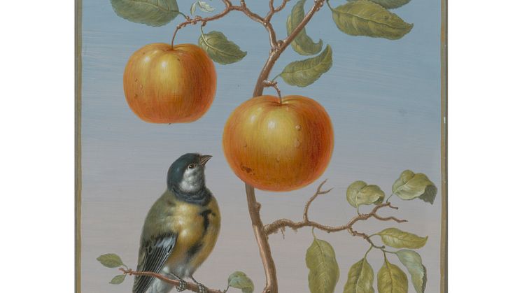 Barbara Regina Dietzsch, Talgoxe (Parus major) på grenen av ett äppelträd med två frukter (Great tit on the branch of an apple tree with two fruits), odaterad (undated). 1x1