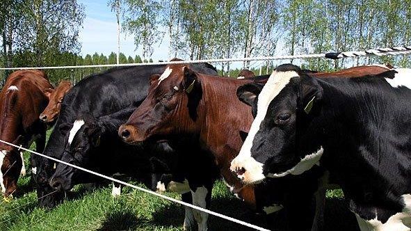 Kor som betar på Grans Naturbruksgymnasium i Öjebyn.