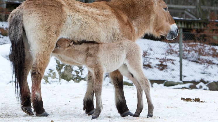 Parken Nordens Ark för utrotningshotade djur samordnar sina servicetjänster under ledning av Sodexo