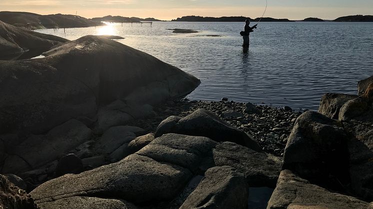 Foto: Gustav Enhol Blomqvist /Havs- och vattenmyndigheten.