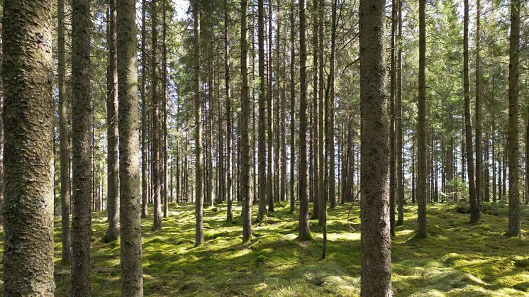 Stigande pris på skogsmark i norr, nedgång i mellersta och södra Sverige