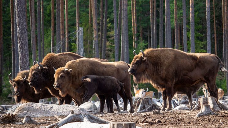 I Kosta Safaripark är förutsättningarna gynsamma för visenter.