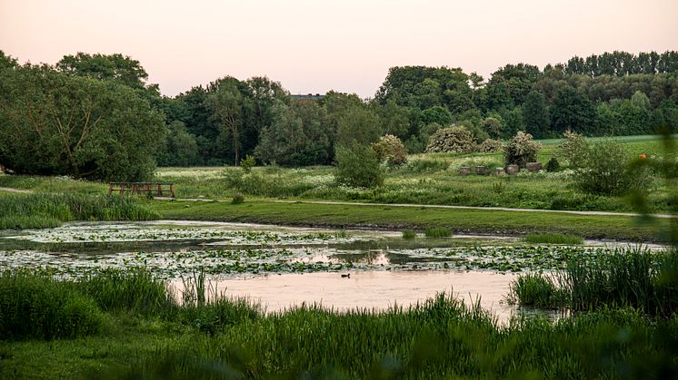 Hållbarhetsveckan bjuder bland annat på ett besök i Höjeådalens naturreservat, där kommunens ekolog och skyfallsstrateg berättar om områdets flora, fauna och funktion vid skyfall.