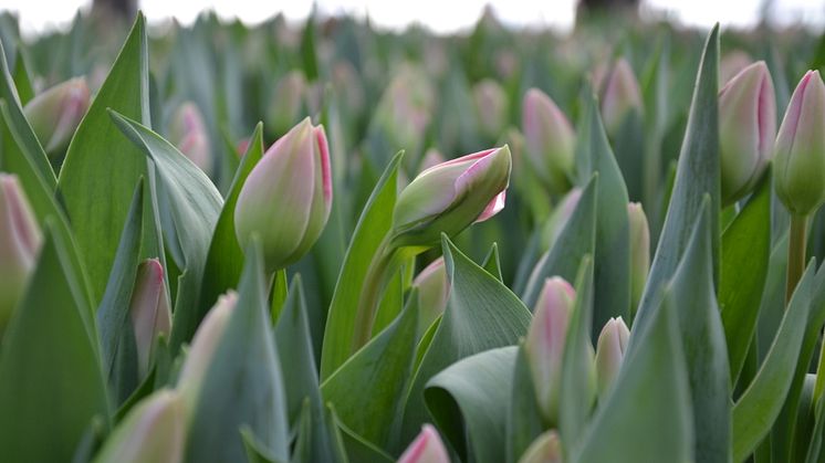 Målsta Blommor är den största tulpanodlingen i Norrland.