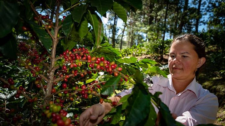 Bild: Kaffebonde i Honduras