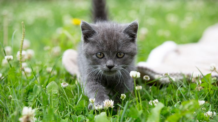Kattunge på gräsmatta
