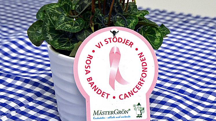 Dagens Rosa Produkt 10 oktober - en Minicyklamen från Mäster Grön