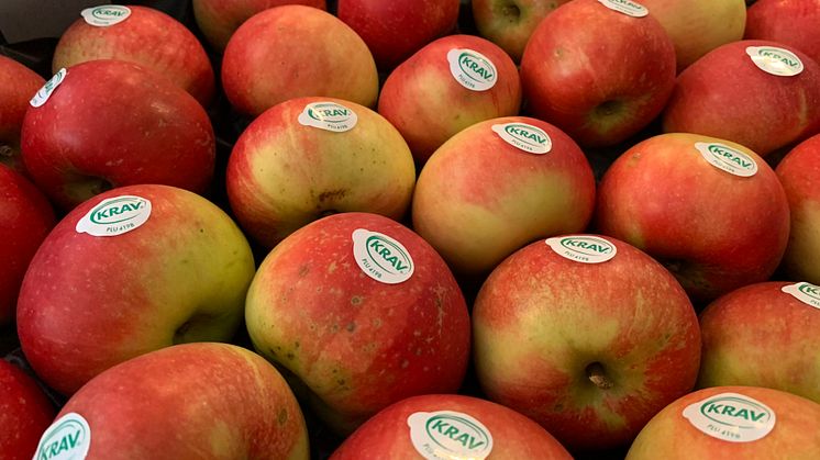 Ekologiska och KRAV-märkta äpplen av sorten Discovery