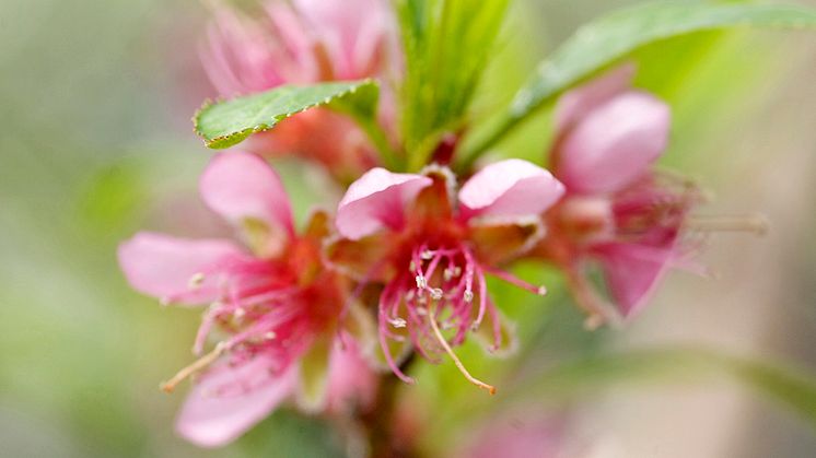 Persika-blommar-Blomsterlandet