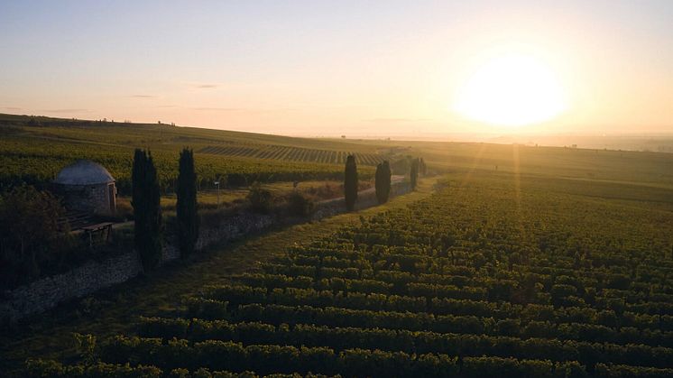 13 oktober släpps 2022 av hyllade Westhofener Riesling Erste Lage